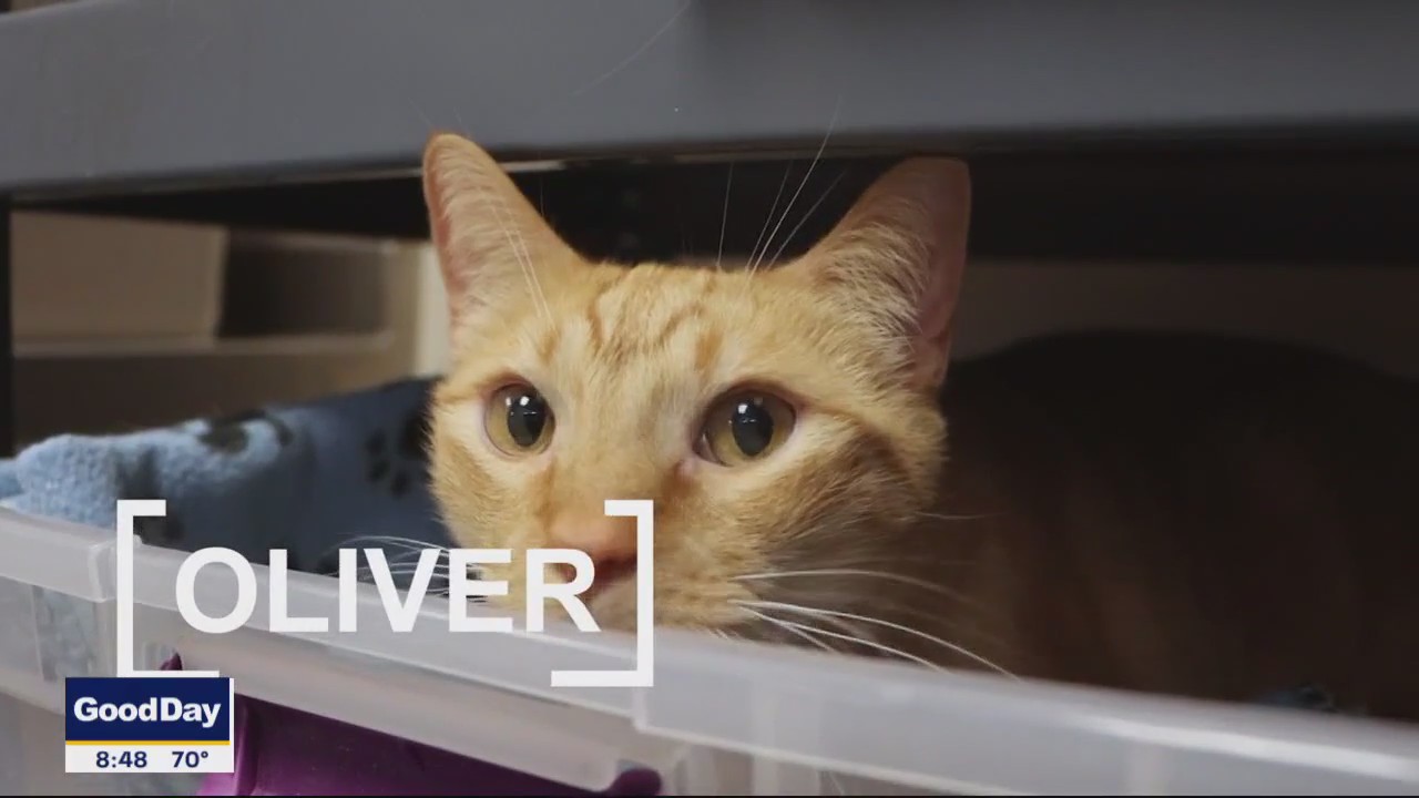 Pet of the Day: Oliver