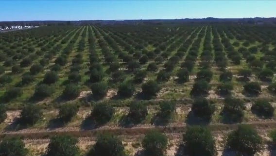 Florida posts worst citrus season in nearly a century