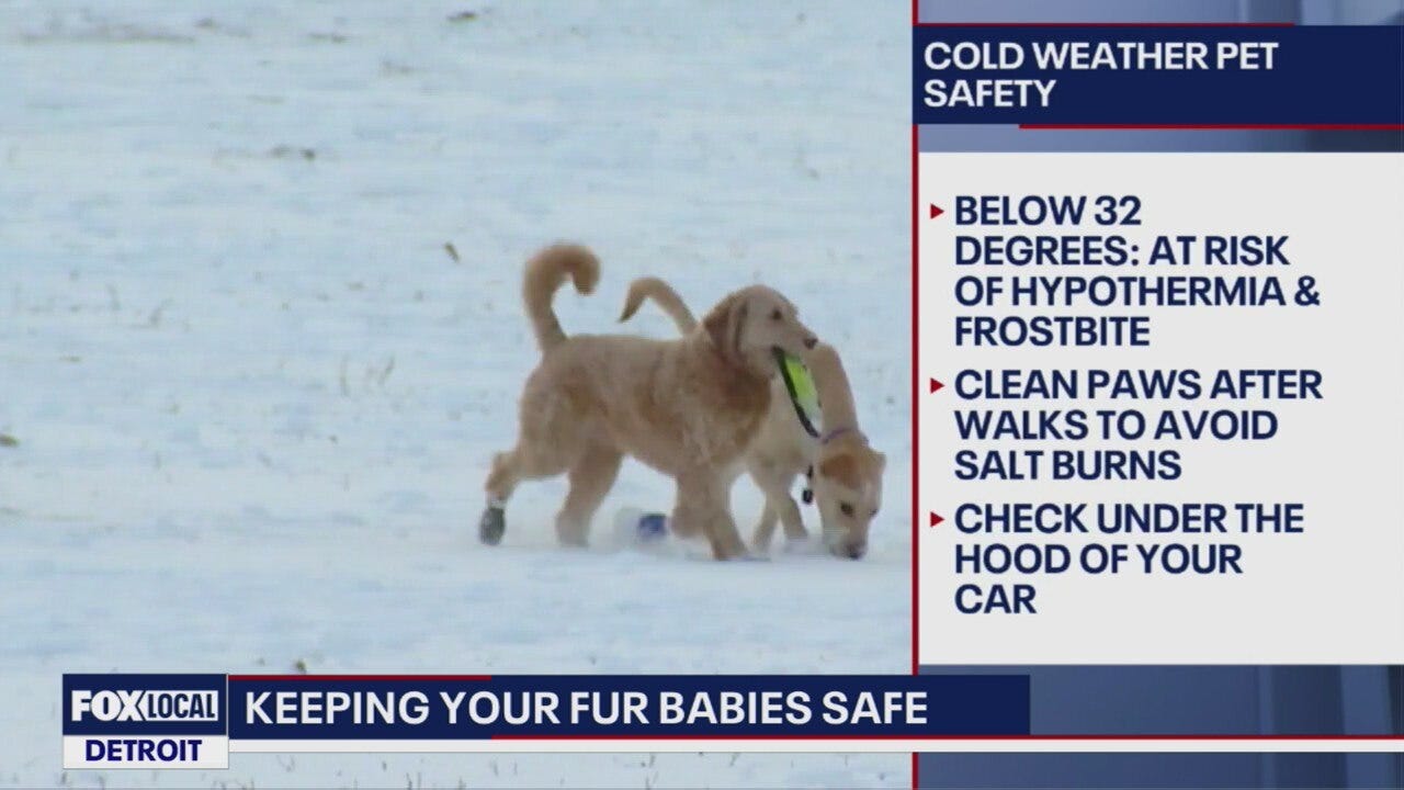 Winter Care & safety for Pets