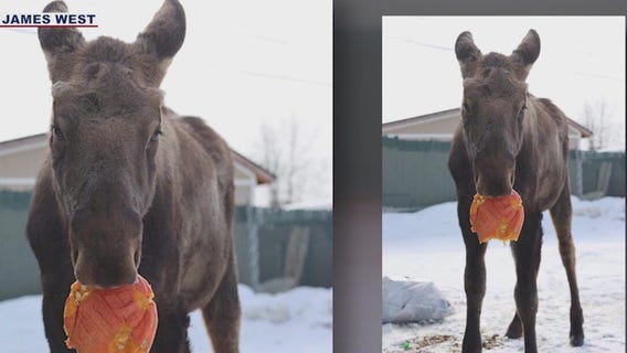 Alaska man saves young moose from choking on trash bag