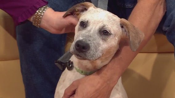 Adopt Chupado at Austin Pets Alive!