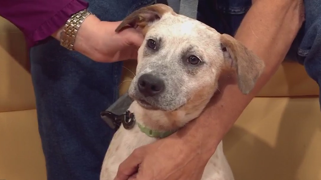 Adopt Chupado at Austin Pets Alive!