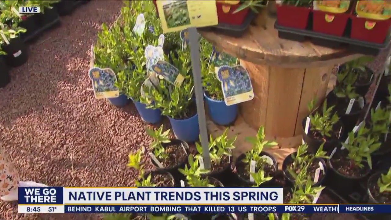 How to arrange a spring container with native plants