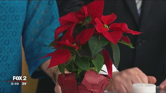 From holiday parties to holiday plants: keeping your kids safe this winter season