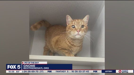 Pet of the Day from Best Friends Atlanta