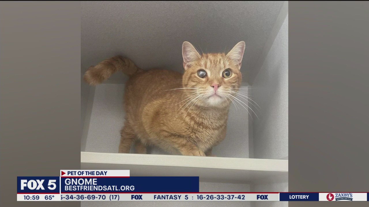 Pet of the Day from Best Friends Atlanta