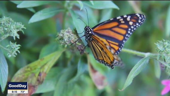 Saving The Monarch Butterfly