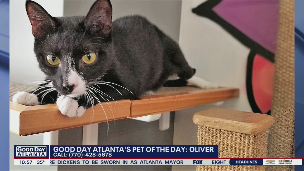Pet of the Day from the Humane Society of Cobb County