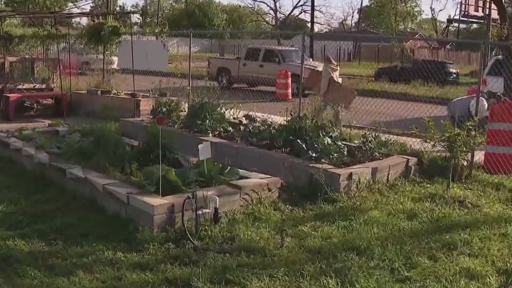 Beauty's Community Garden growing food access