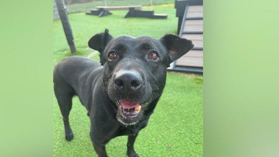 Meet Opal: Our Pet of the Day