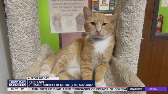 Pet of the Day from Humane Society of NE Georgia