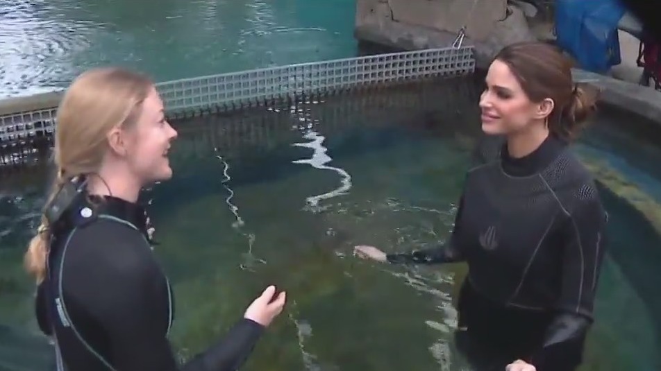 Jenn at Work: Aquarium of the Pacific