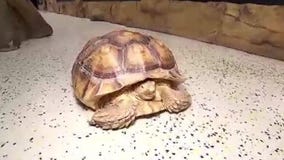 Snake Discovery Center opens in Maplewood