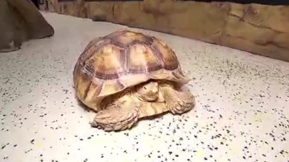 Snake Discovery Center opens in Maplewood