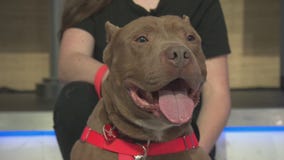 Pet Project: Puma from Paws for Life K9 Rescue