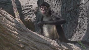 Swinging with the spider monkeys at Brookfield Zoo Chicago