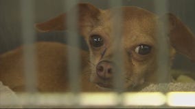 Woman faces animal cruelty charges after dog dies in hot car