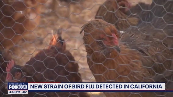 New strain of bird flu detected in California