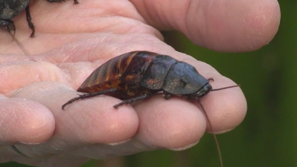 Give your ex what they deserve at Brookfield Zoo Chicago