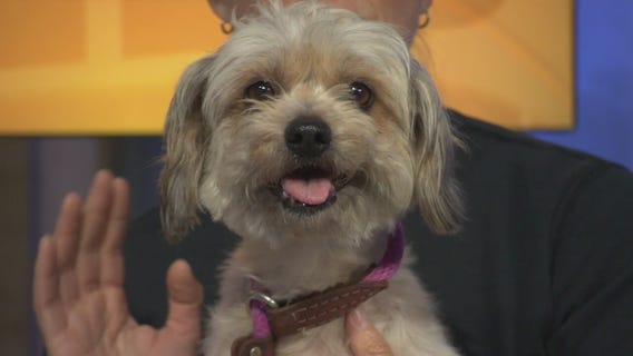 Pet Project: Lotus from Best Friends Animal Society