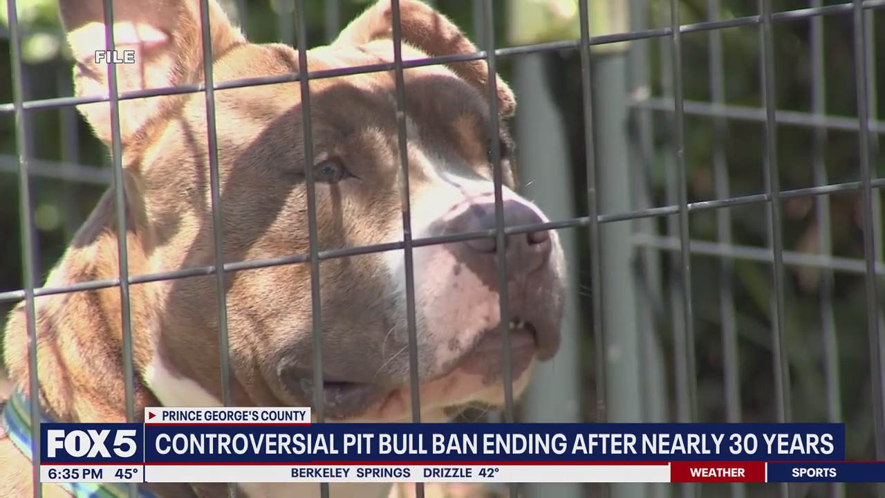 Prince George's County ends decades-old ban on pit bulls | FOX 5 DC