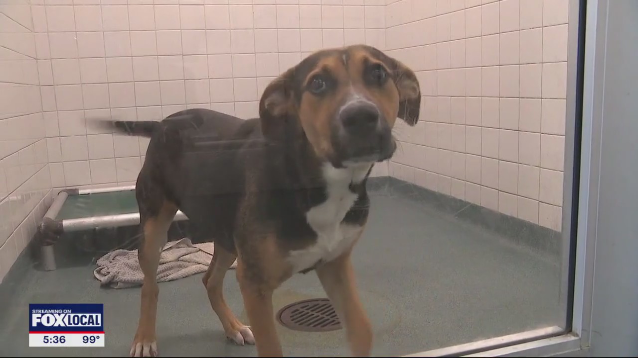 Dallas Animal Services move closer to no-kill status