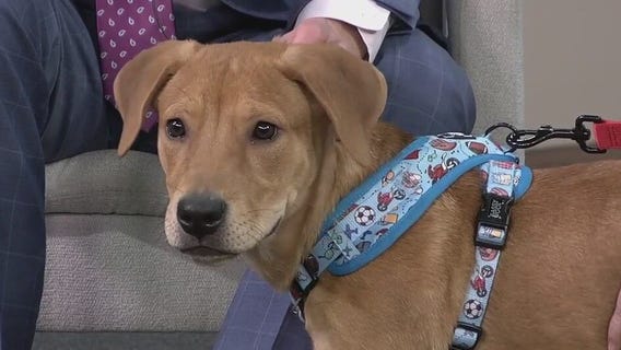 Pet of the Week: Meet Herman