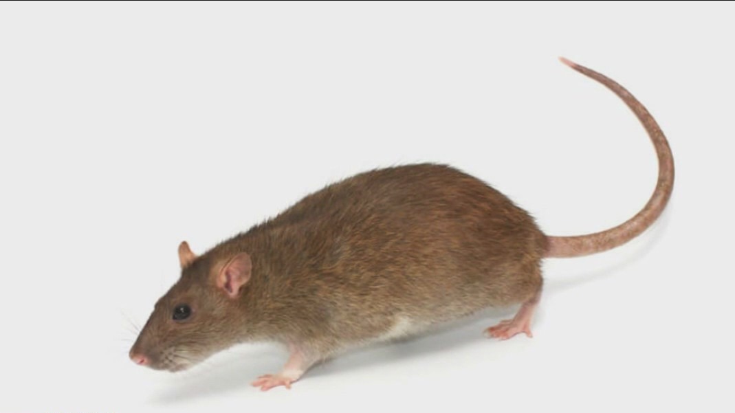 Chicago is no longer the rattiest city in America | ChicagoNOW