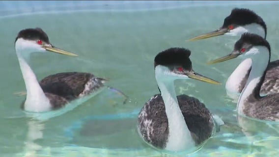 Earth Day 2022: Learn about the International Bird Rescue in San Pedro
