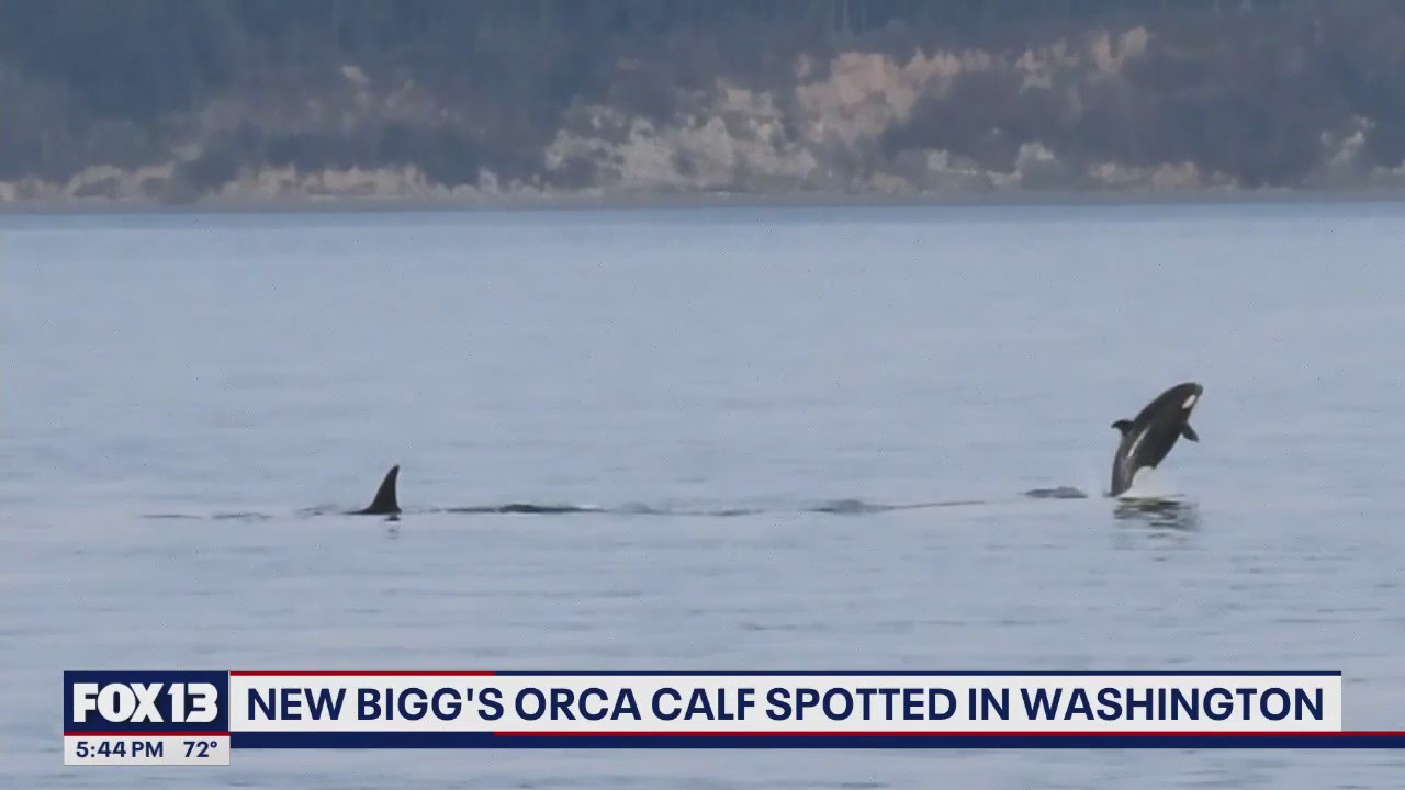 New orca calf spotted in Washington