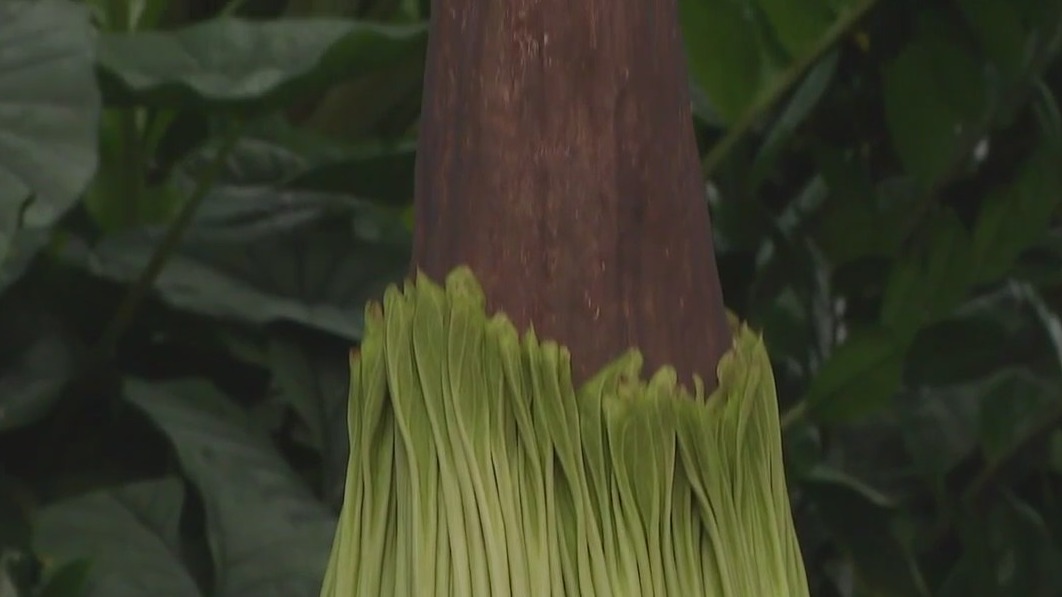Mitchell Park Domes coprse flower to bloom