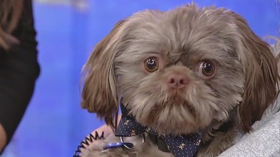 Meet Shotput: Our Pet of the Day