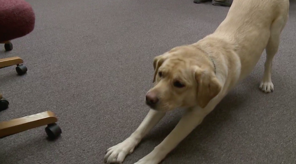 Racine County K-9 helps catch child porn offenders