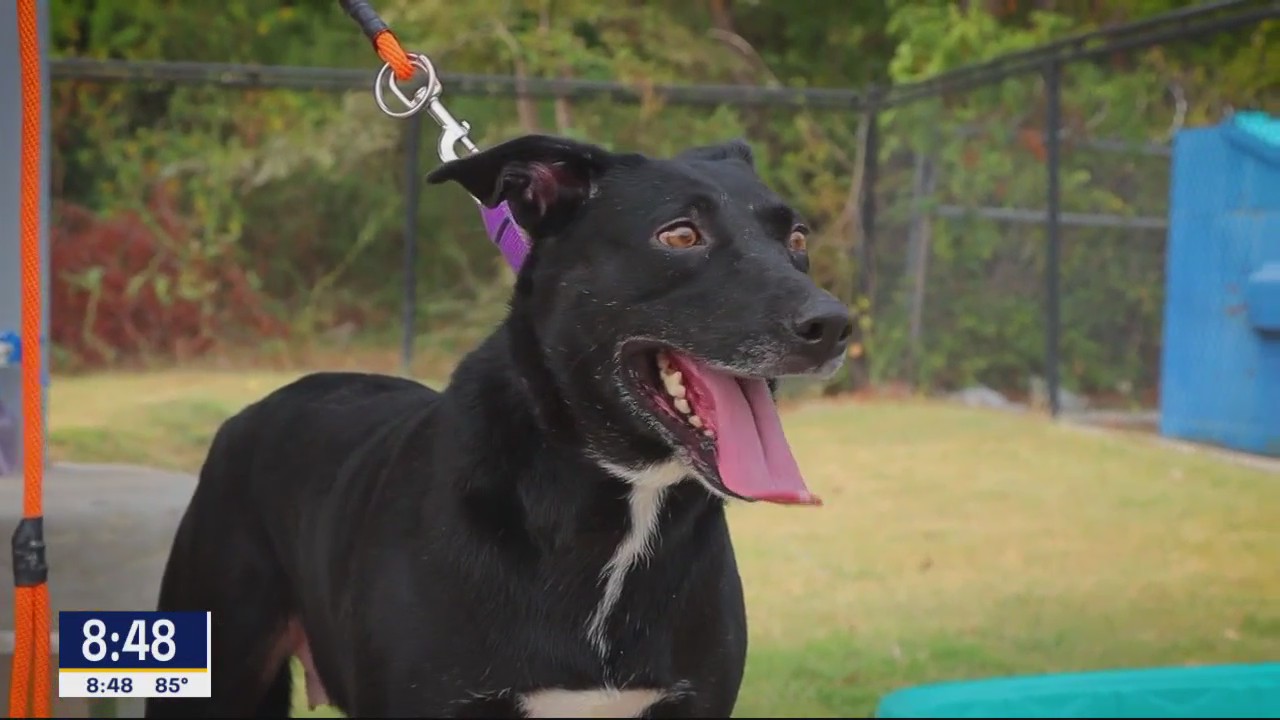 Dog of the Day: Daisy