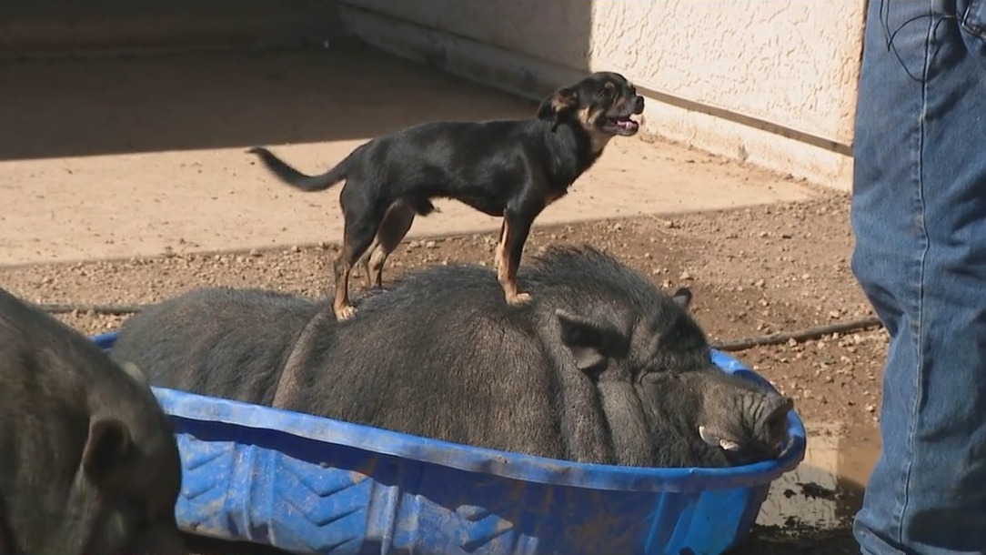 Dynamic duo: Phoenix area animal rescue takes in inseparable pig and puppy