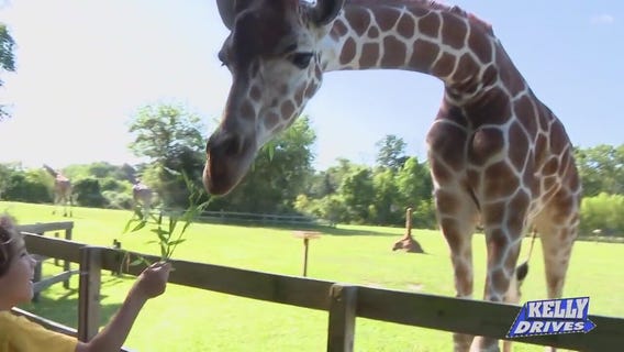 Feeding Animals at the Cape May County Zoo