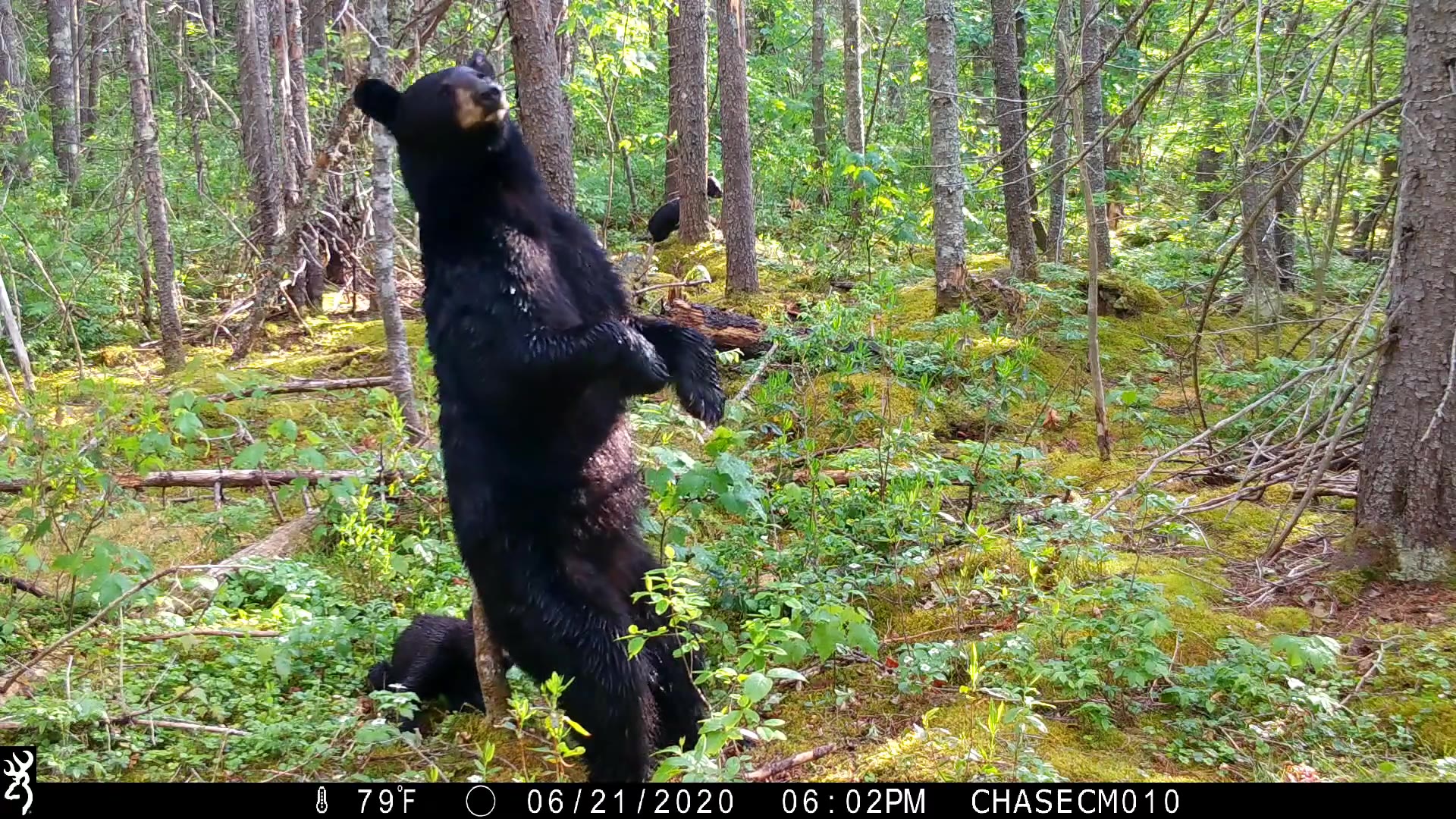 Trail camera catches bear scent-marking in Maine woods