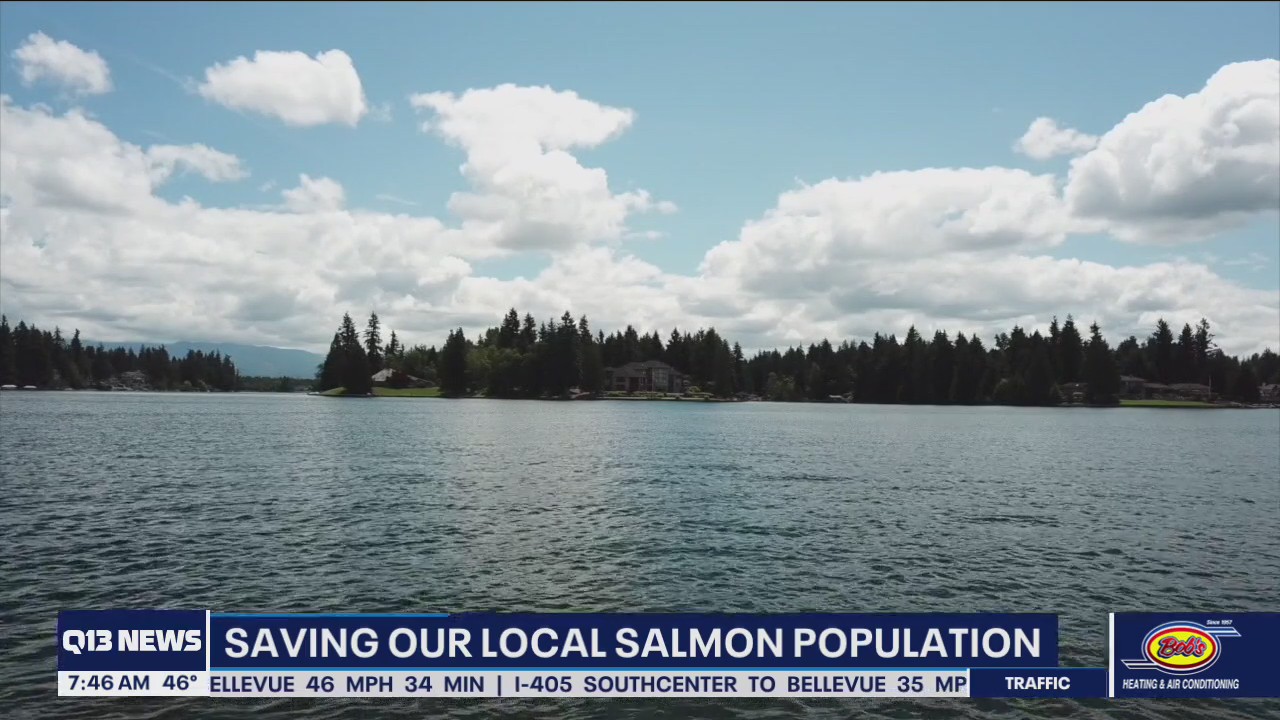Saving our salmon