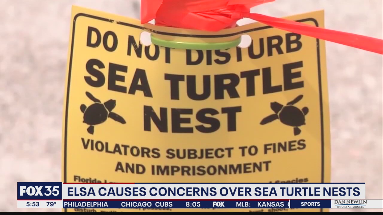 Elsa causes concerns over sea turtle nests