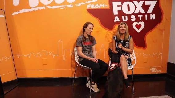 PAWS Shelter of Central Texas: Domino