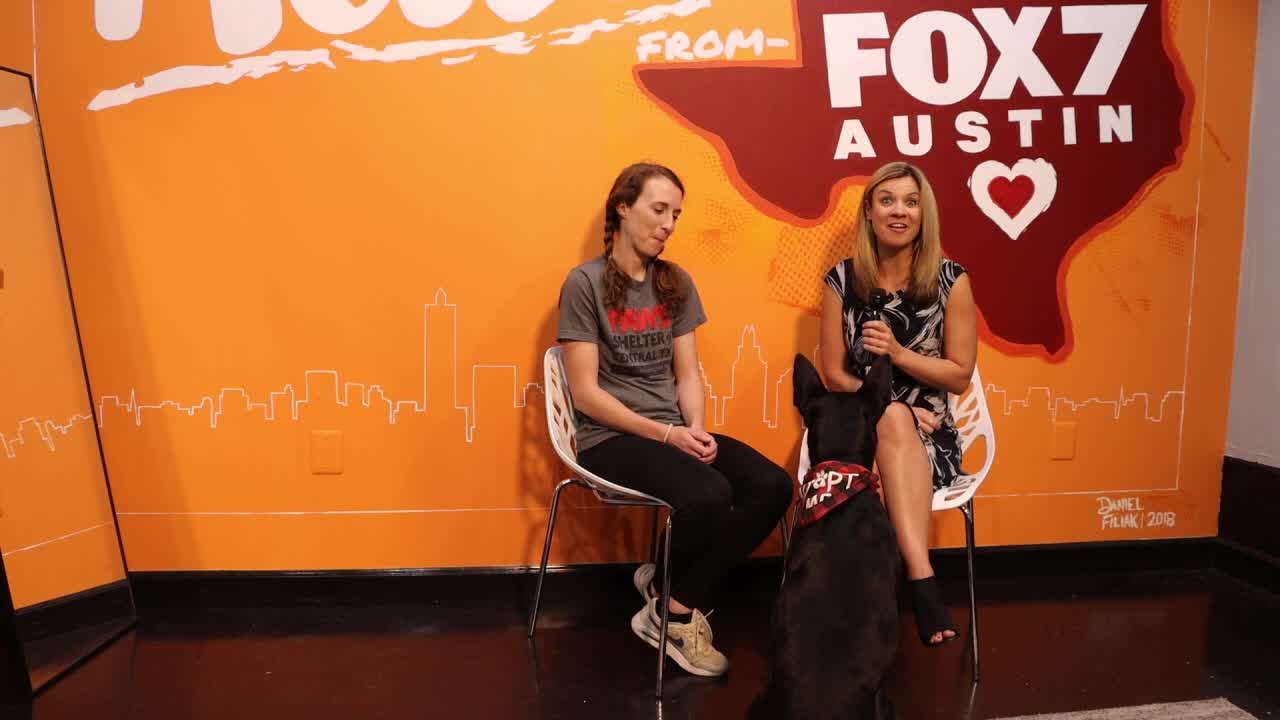 PAWS Shelter of Central Texas: Domino