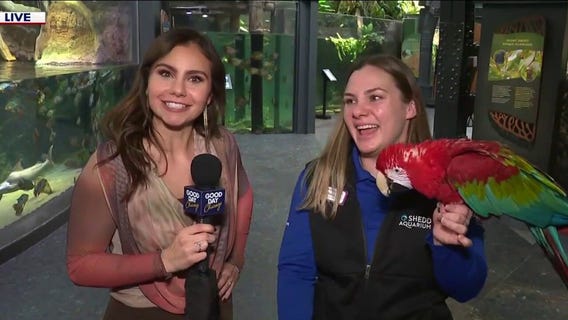 Chicago's Shedd Aquarium offers free days with family-friendly fun