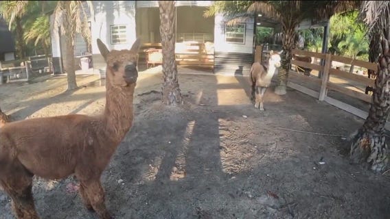 Farm retreat with animals