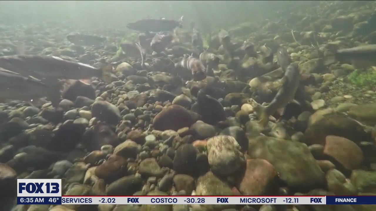 What will it take to truly save our salmon?