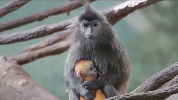 FOX 13's favorite animal moments of 2025