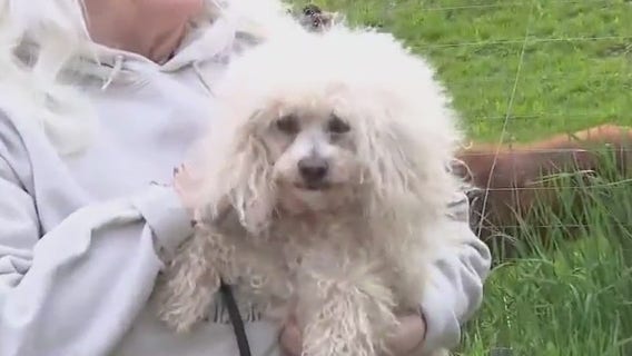 Senior dogs find happy home