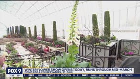 Winter Flower Show at the Marjorie McNeely Conservatory