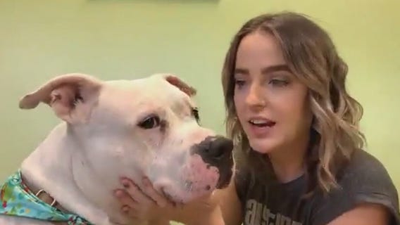 Pet of the Weekend: Meeklo