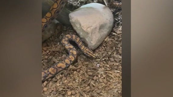 Phoenix Zoo surprised by the birth of a baby Brazilian Rainbow Boa