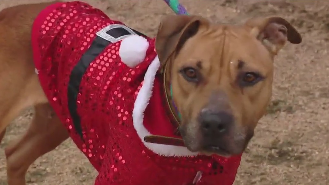 Dog of the Weekend: Sadie at WCRAS